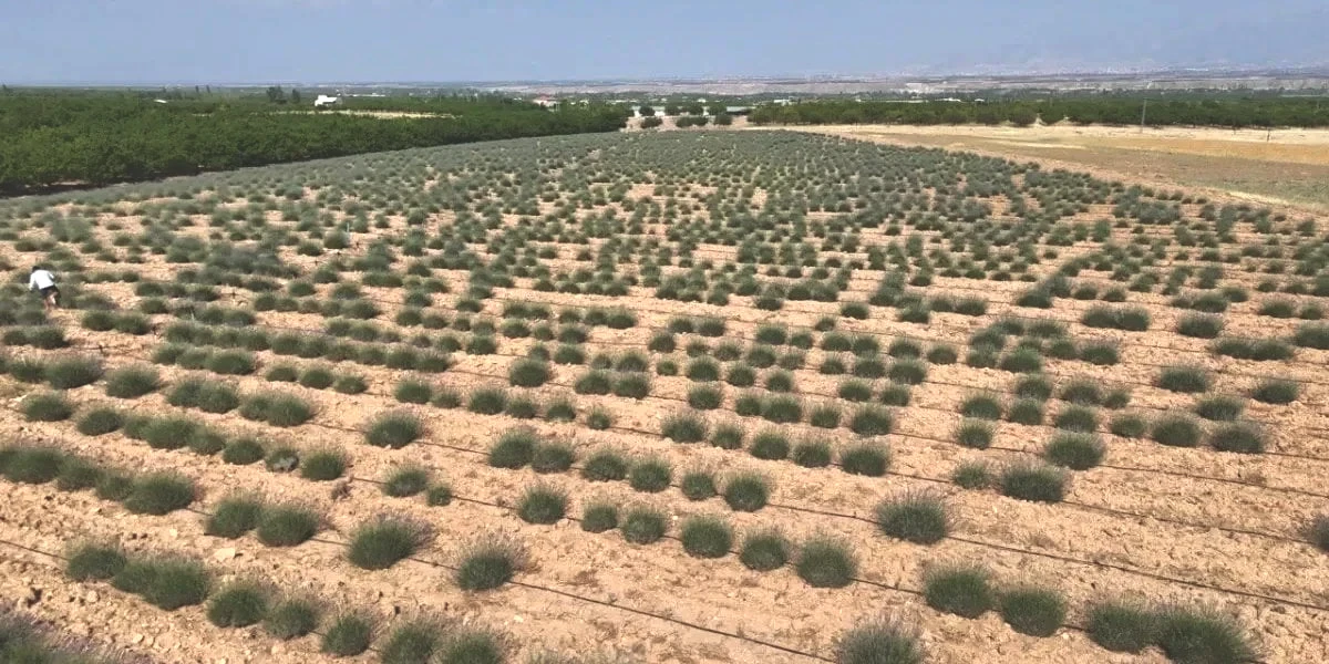 lavanta-bahce.jpg
