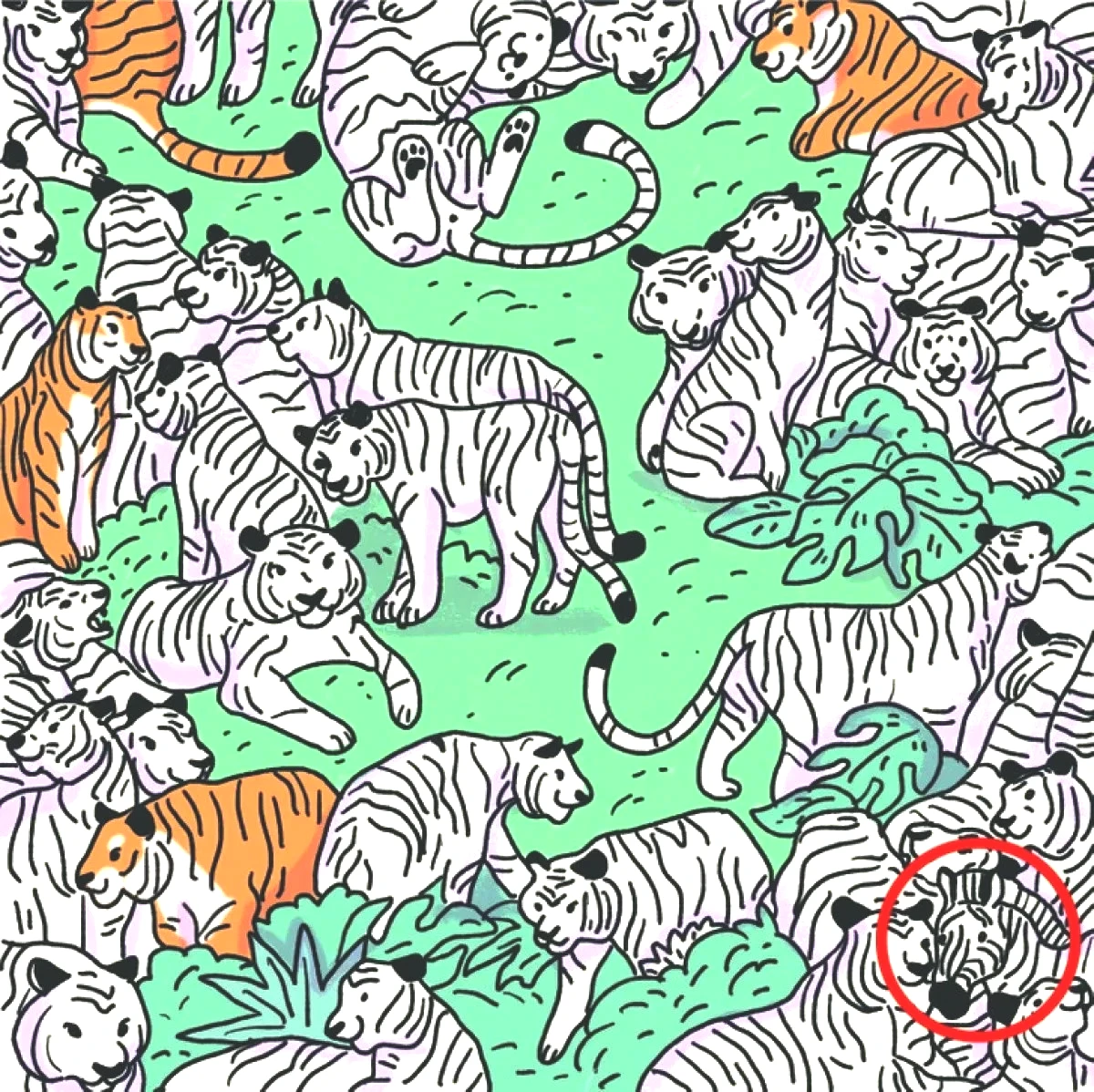 zebra-test-yanit.jpg
